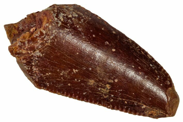 Serrated Raptor Tooth - Real Dinosaur Tooth #333328